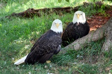 Two Bald Eagles On Ground