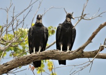 Dois Black Buzzards em Árvore