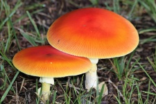 Two Orange Amanita Mushrooms