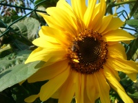 Pszczoła na słonecznik