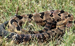 Velvet Tail Rattlesnake Close-Up