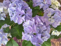 Violett blommor 1