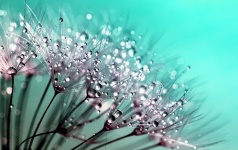 Water Droplets Dandelion Seeds