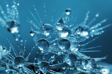 Water Droplets Macro