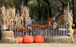 Welcome to the Pumpkin Patch
