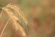 Fond d'herbe de blé