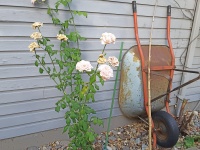 Wheelbarrow N Roses