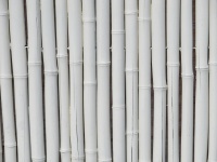 Weißer Bambus
