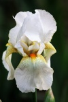 White Bearded Iris In Spring