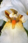 Weiße Bärtige Iris Makro