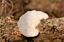 White Bracket Fungi Close-up
