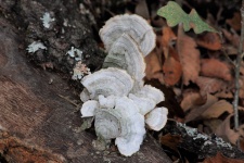 White Bracket Fungi On Tree
