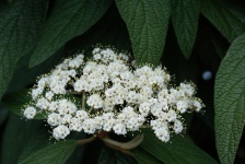 White Florets in Green Leaves