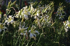 Białe kwiaty 2