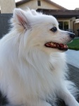 Witte pomeranische hond
