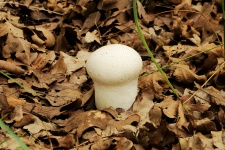 Fungo di Puffball Bianco