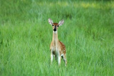 White-tail Fawn In Green Meadow