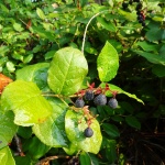 Wild Berries 2