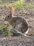 Conejo de conejo salvaje