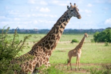 Vilda giraffer