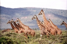 Wild Giraffes