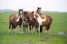Wilde paarden