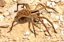 Wolf Spider Carrying Babies