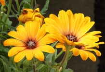 Yellow African Daisies