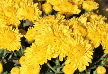 Yellow Chrysanthemums And Dew