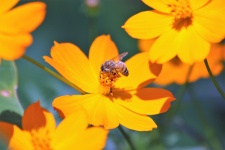 Yellow Coreopsis And Honey Bee