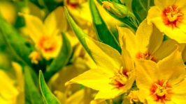 Żółte kwiaty HD tapety