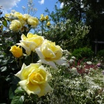 Žluté růže