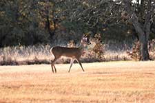Mladý buck jelena na podzim ráno