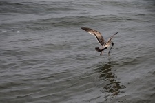 Jeune mouette volant sur l'océan