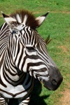 Zebra på djurreservat