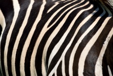 Zebra fundal blana