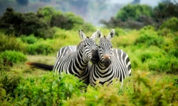 Zebra Para