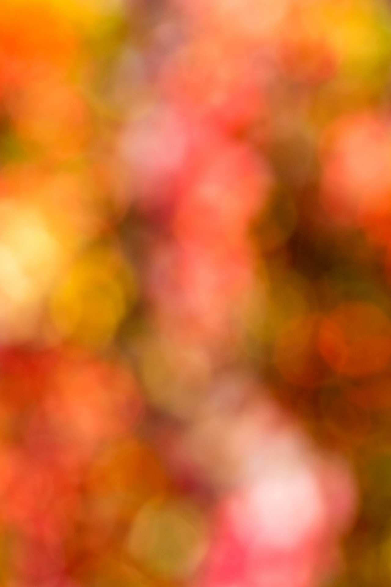 Autumn Colors Background Free Stock Photo - Public Domain Pictures