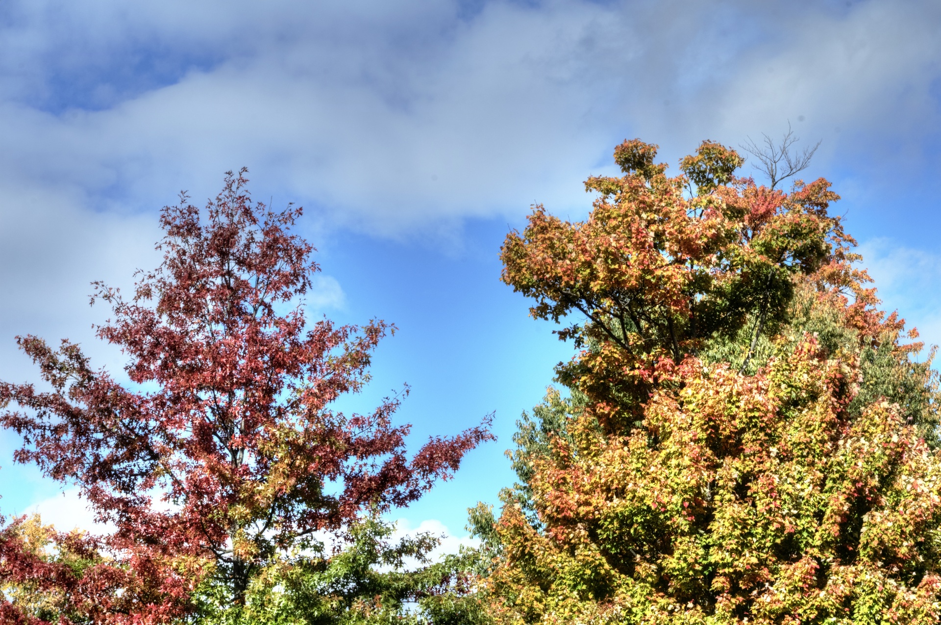 Autumn Tree Tops Free Stock Photo - Public Domain Pictures