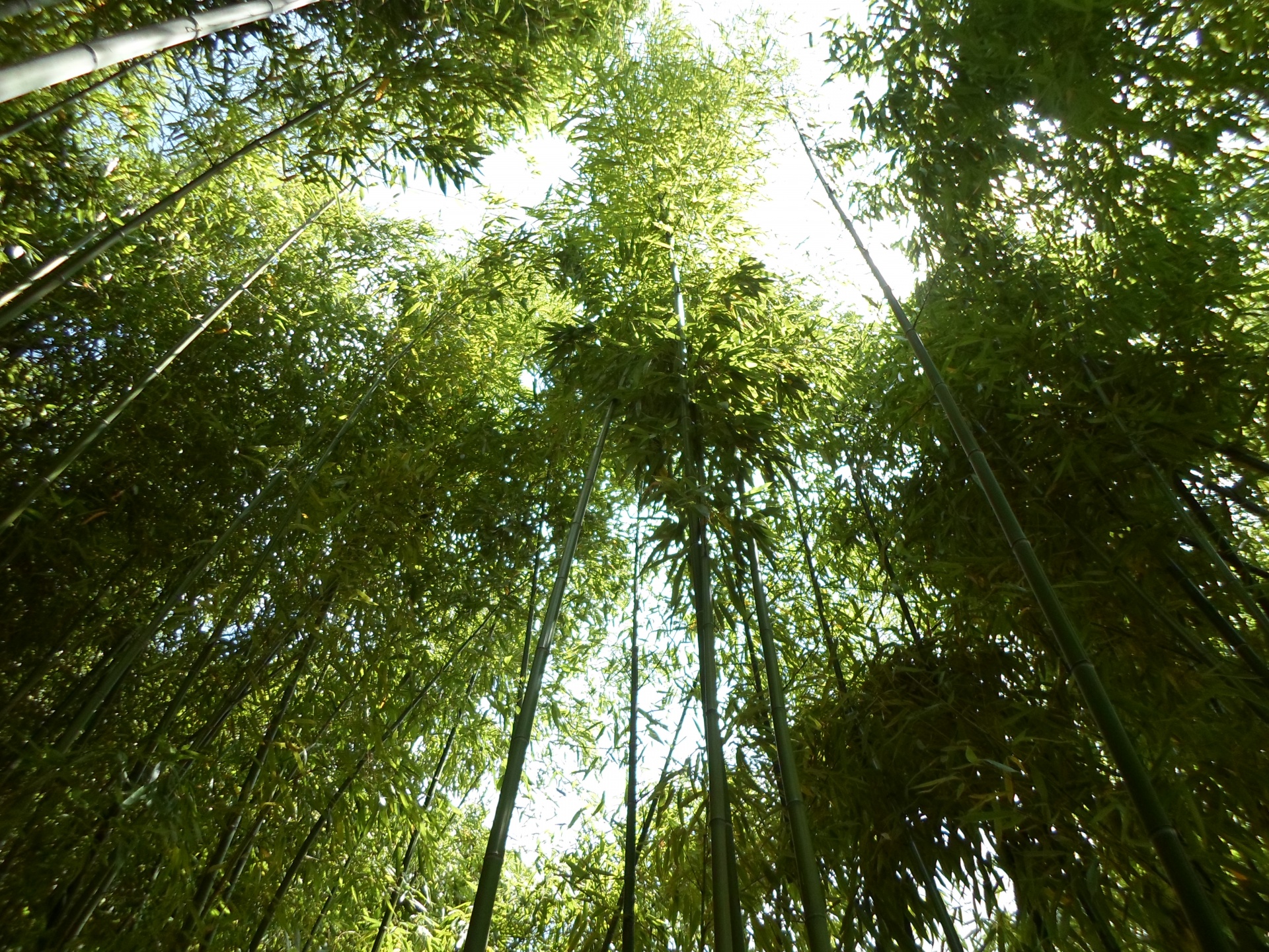 Bamboo frunze verde toamna