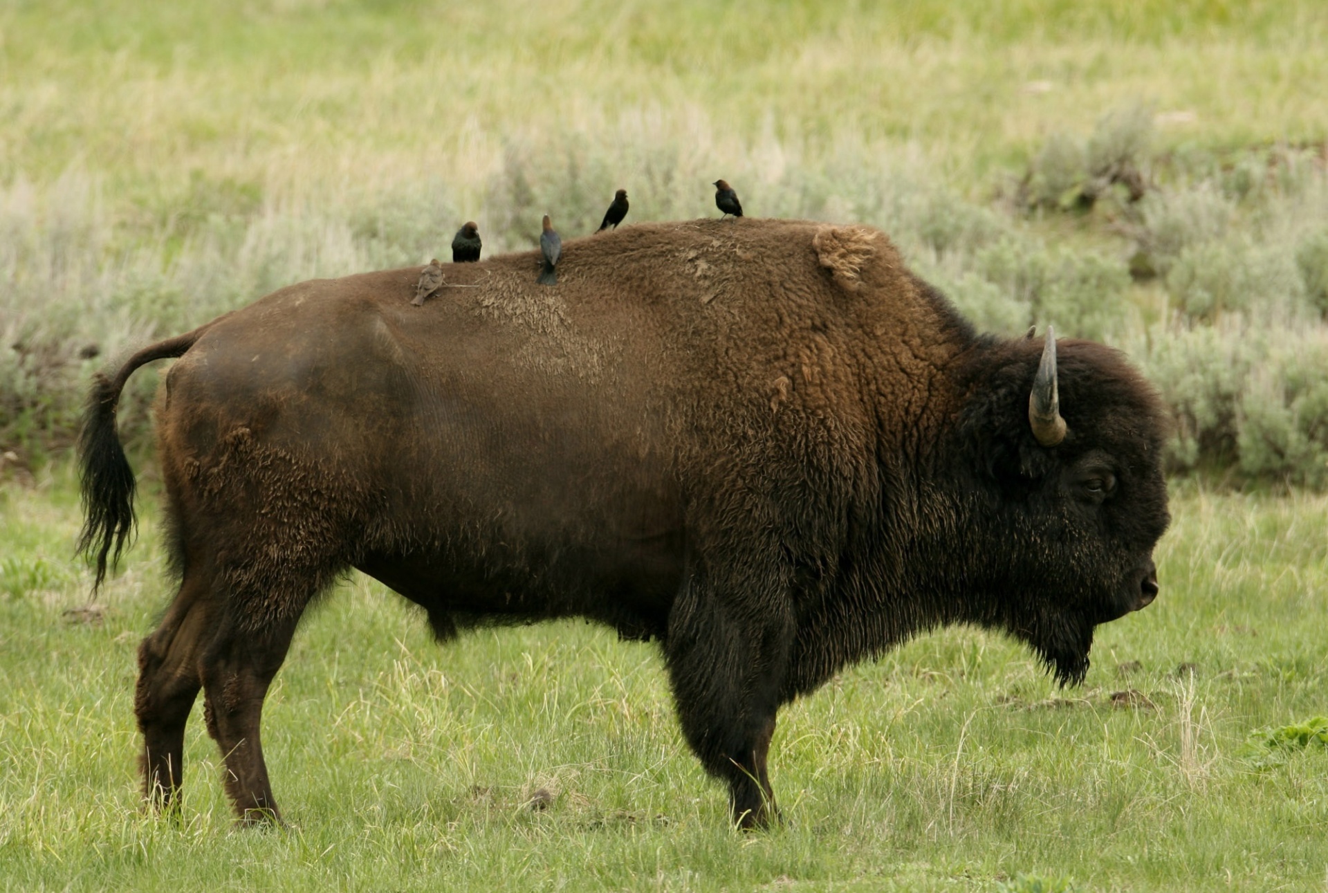 bison-buffalo-free-stock-photo-public-domain-pictures