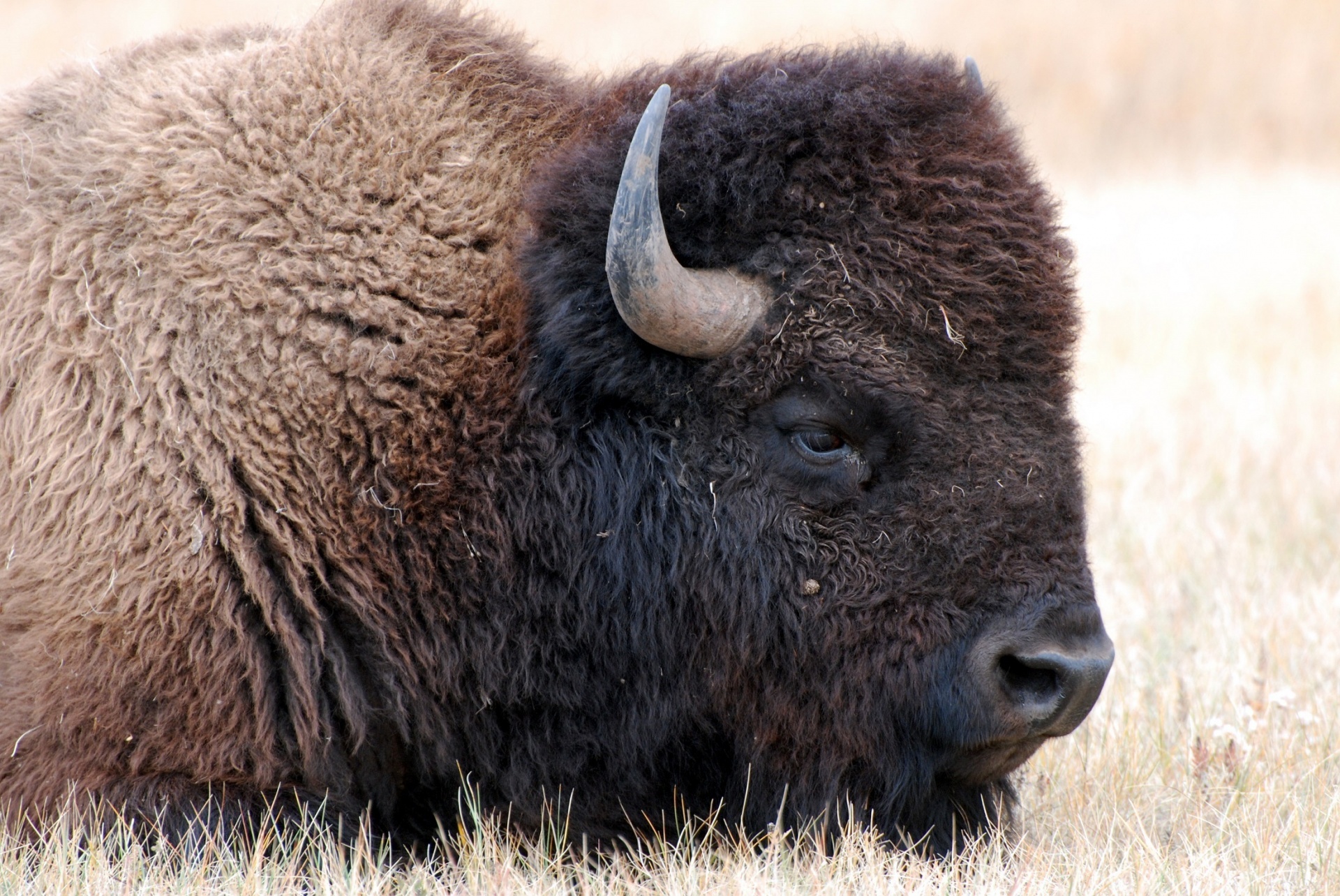 Bison Buffalo Free Stock Photo Public Domain Pictures