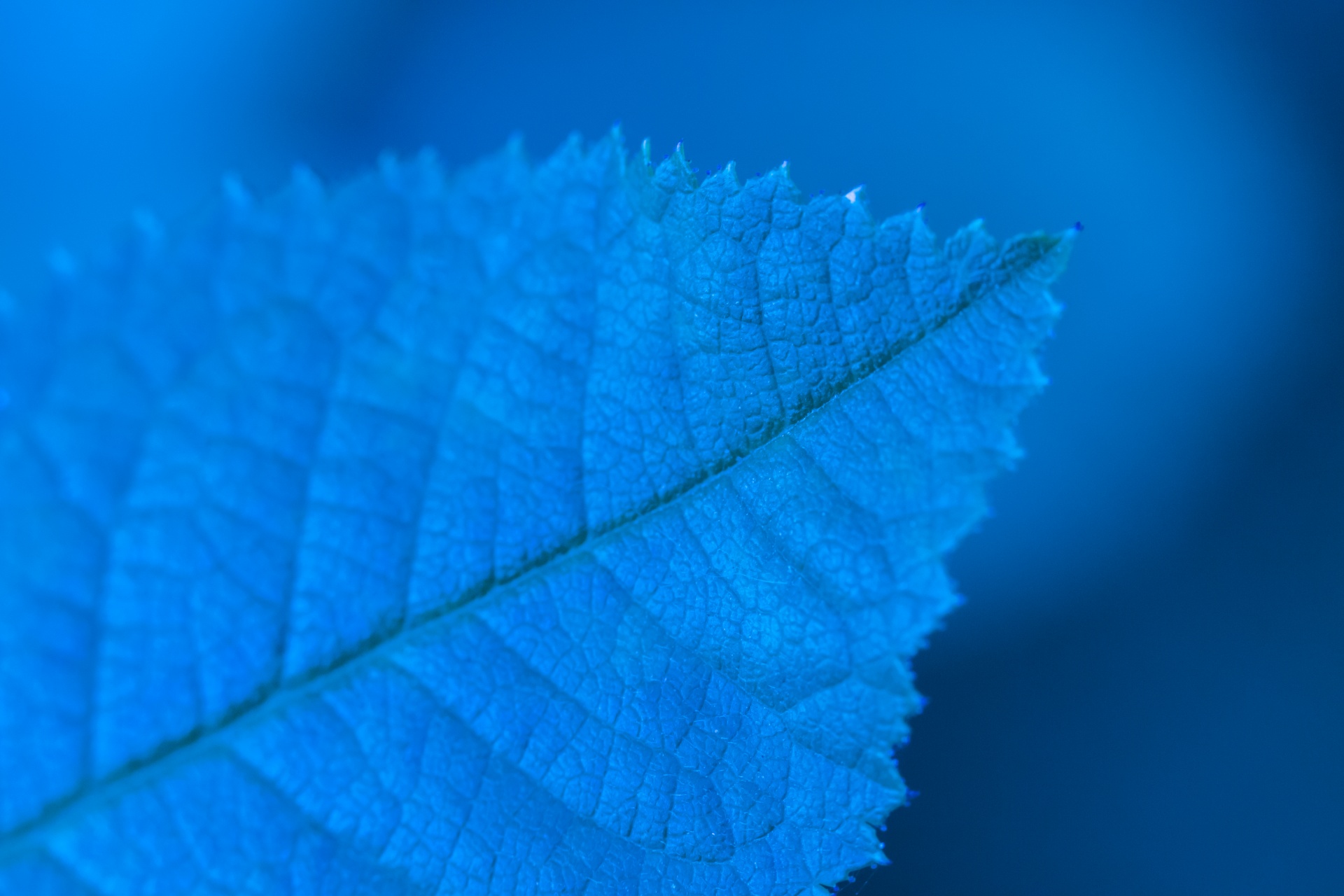 Blue Leaf Detail