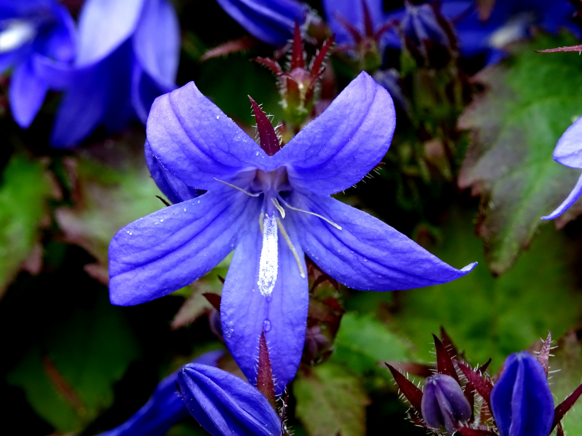 Blue Lilac Flower