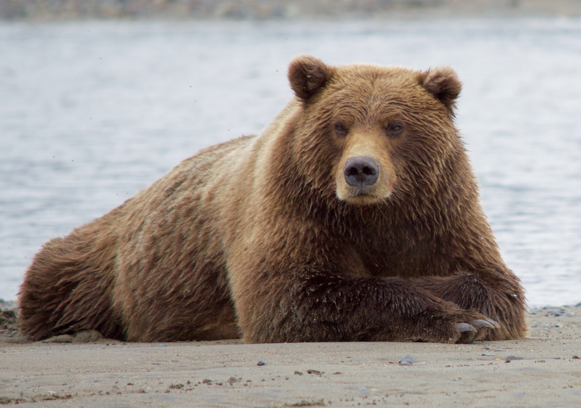 brown-bear-free-stock-photo-public-domain-pictures