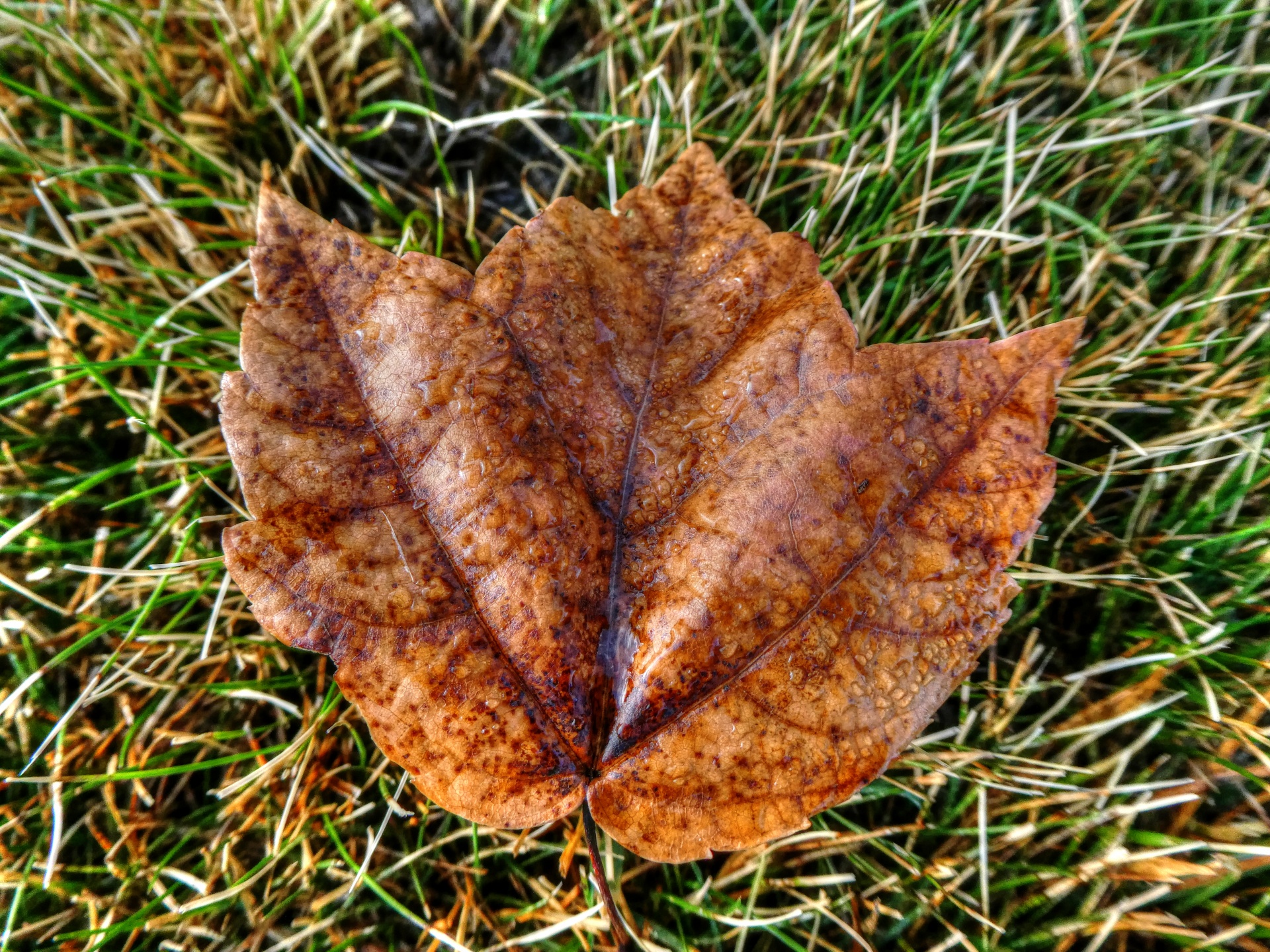 Brown Maple Leaf