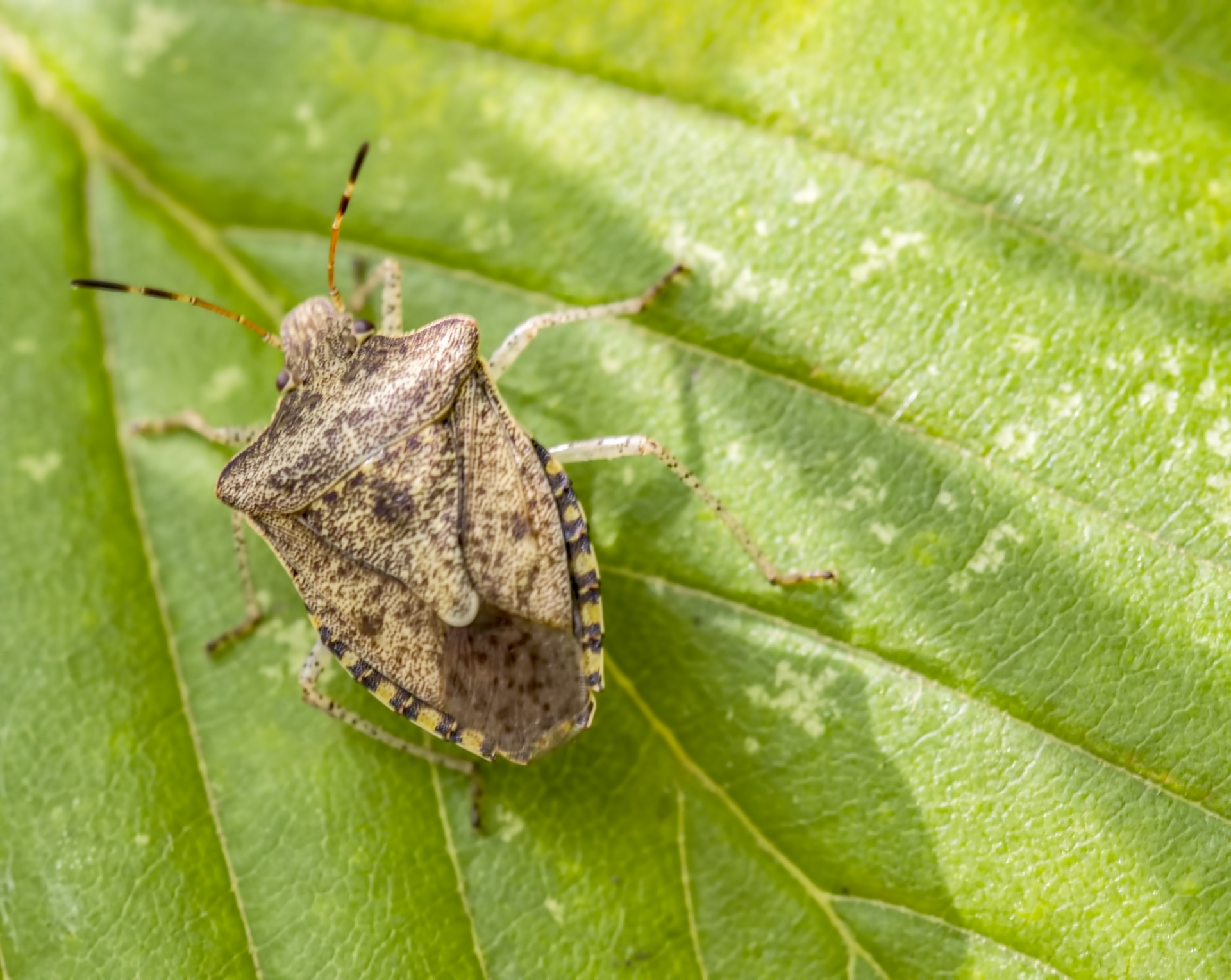 brown-marmorated-stink-bug-free-stock-photo-public-domain-pictures