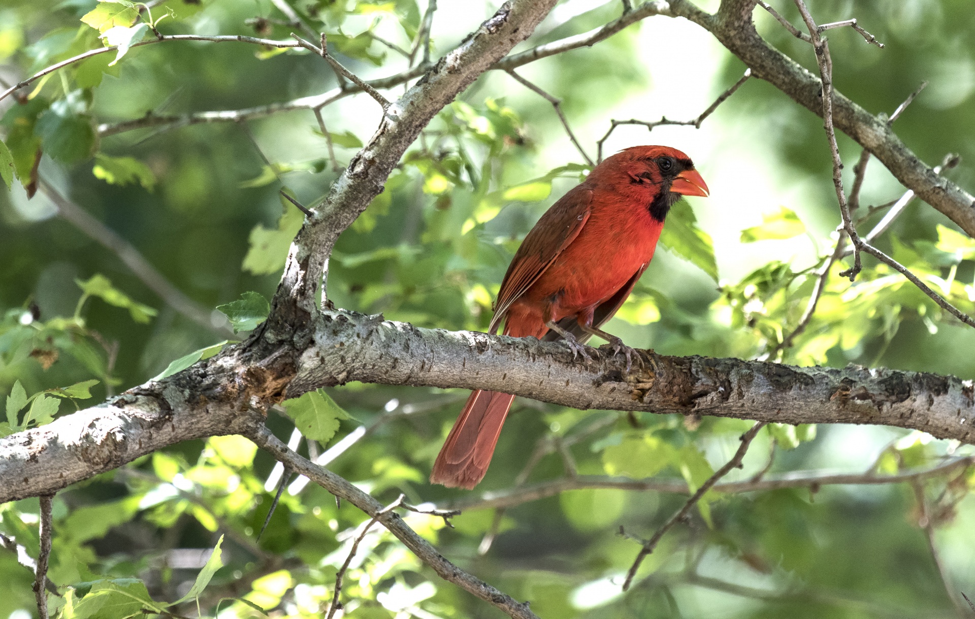 cardinal-free-stock-photo-public-domain-pictures