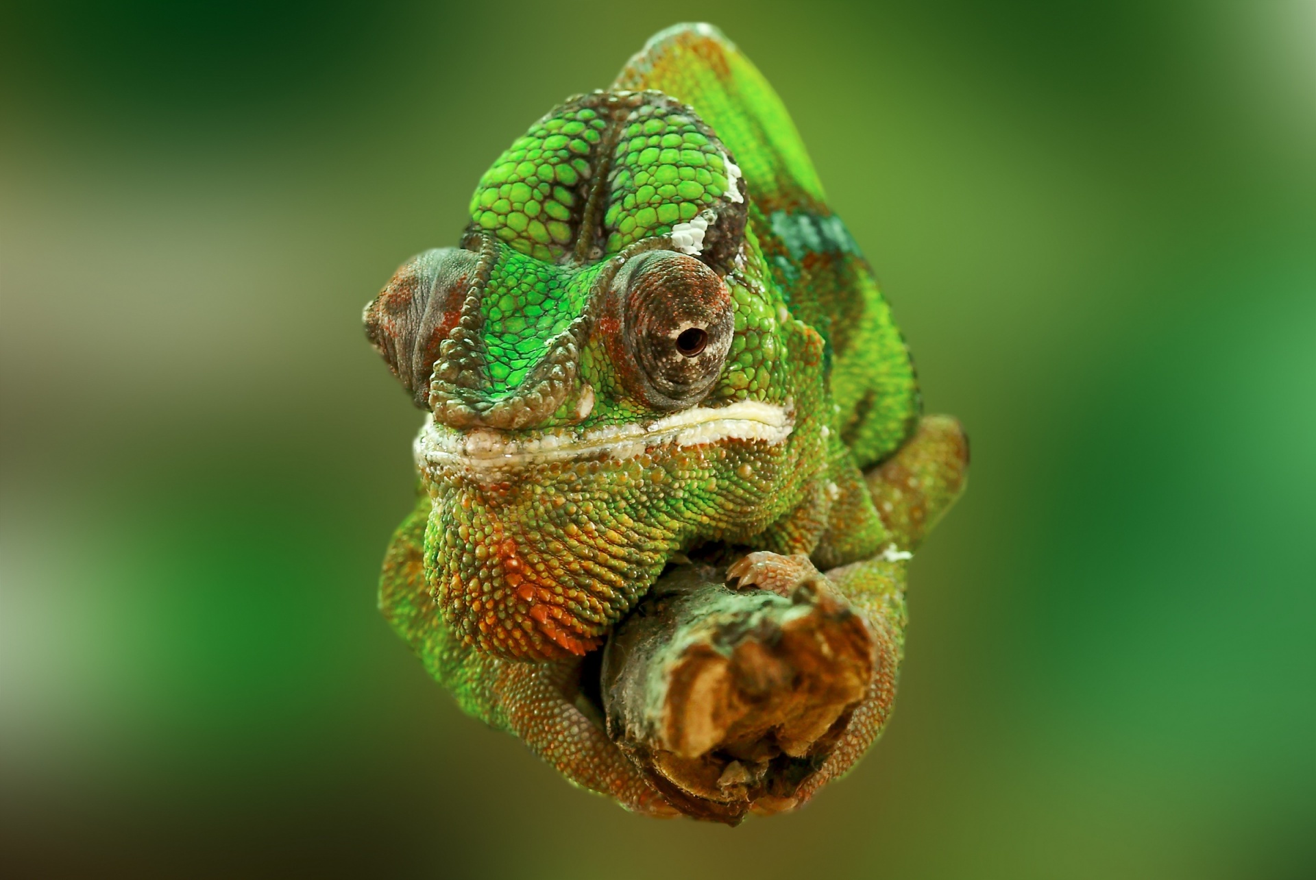 Chameleon Nail Art - wide 2