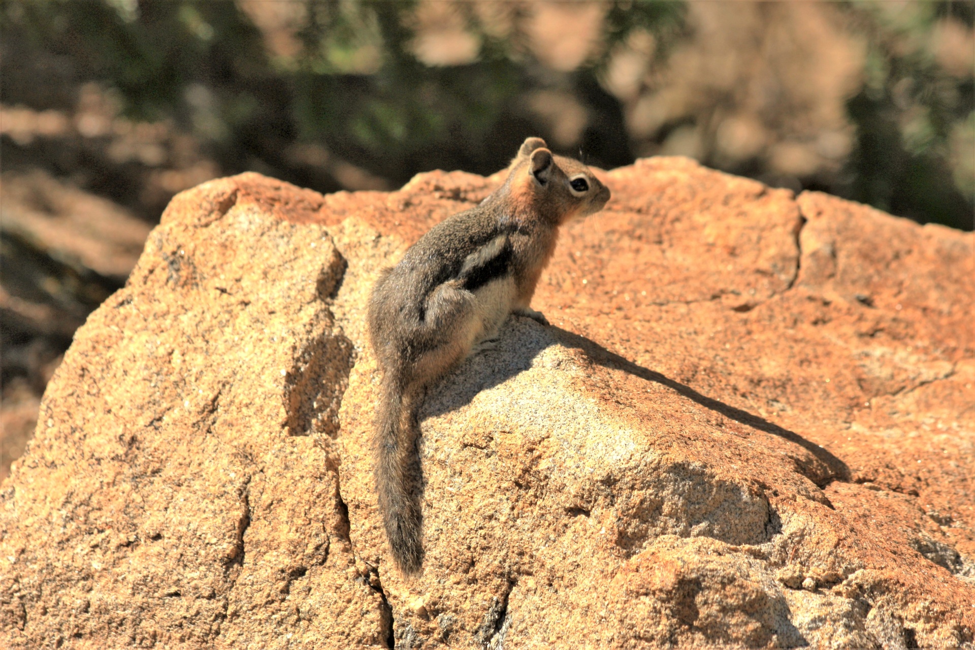 chipmunk-on-rock-free-stock-photo-public-domain-pictures